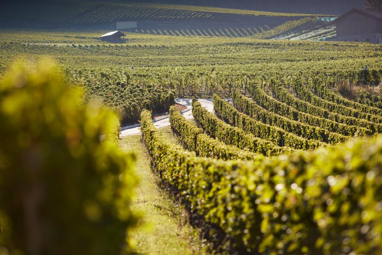 Yvorne Grandeur Nature | Office des Vins Vaudois