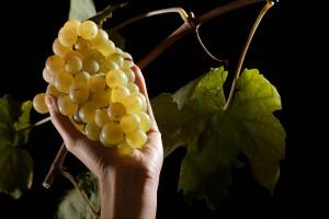 Artisans Vignerons d'Yvorne, Société coopérative